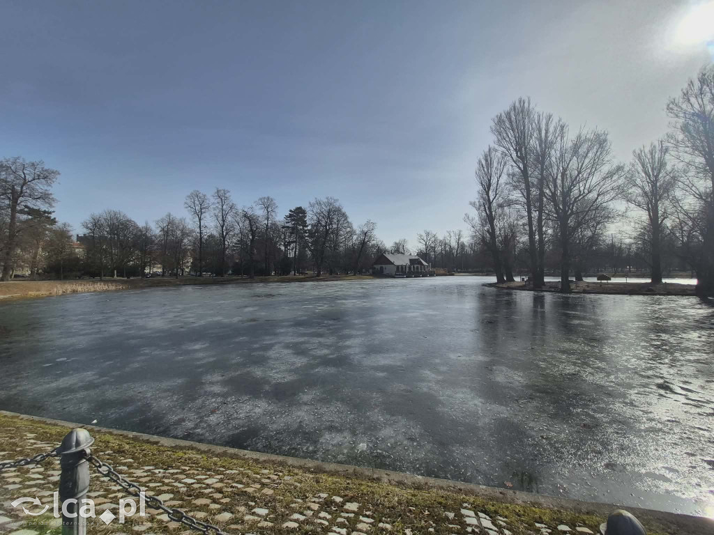 Łabędź wrócił na Kozi Staw