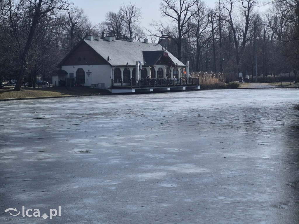 Łabędź wrócił na Kozi Staw
