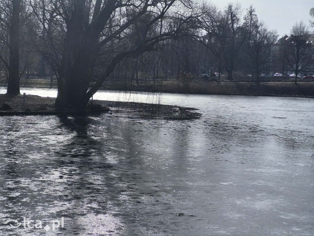 Łabędź wrócił na Kozi Staw