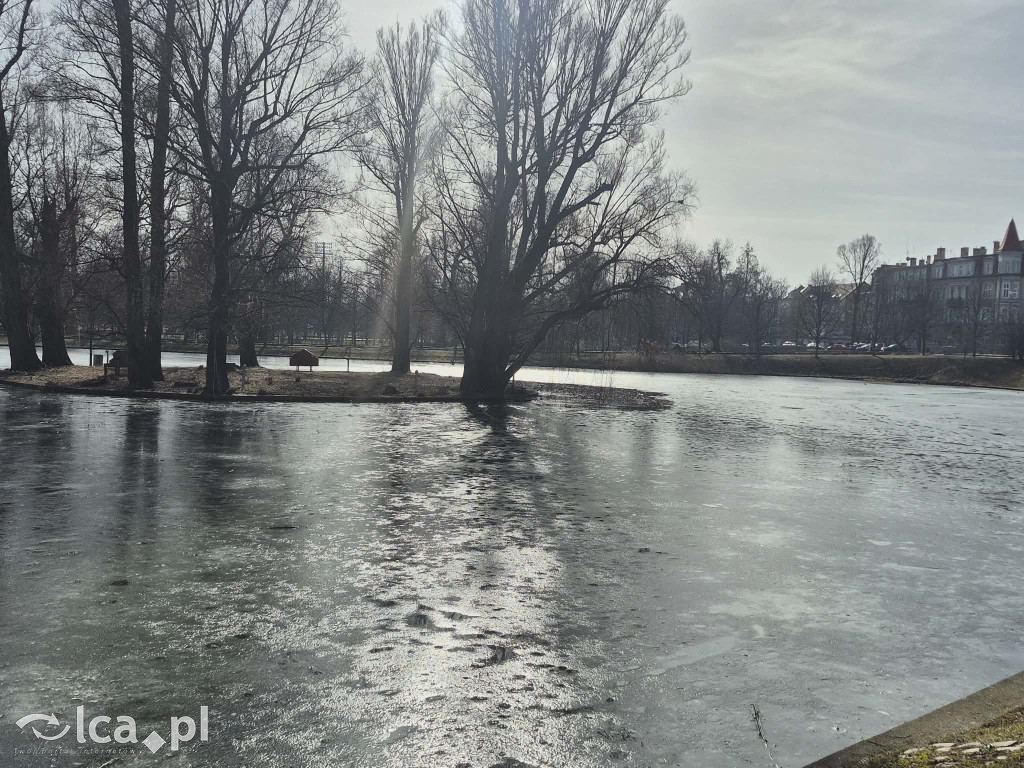 Łabędź wrócił na Kozi Staw