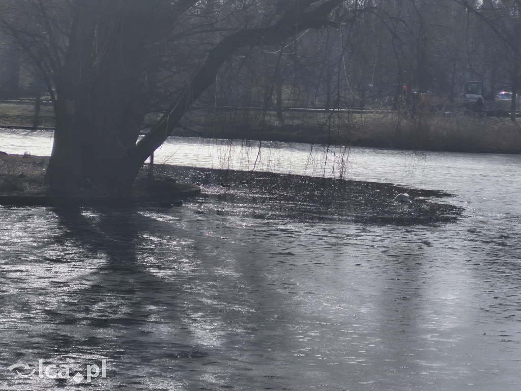 Łabędź wrócił na Kozi Staw