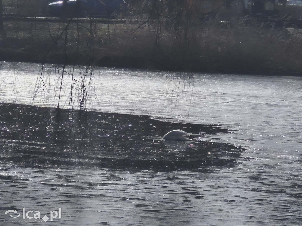 Łabędź wrócił na Kozi Staw