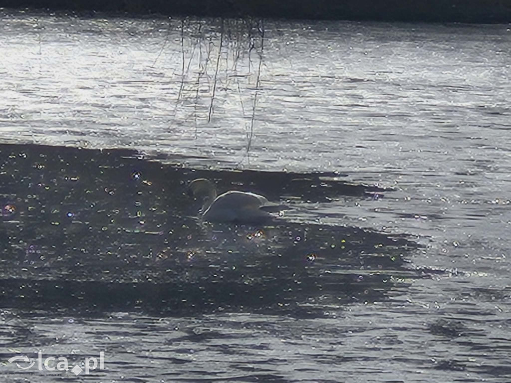 Łabędź wrócił na Kozi Staw