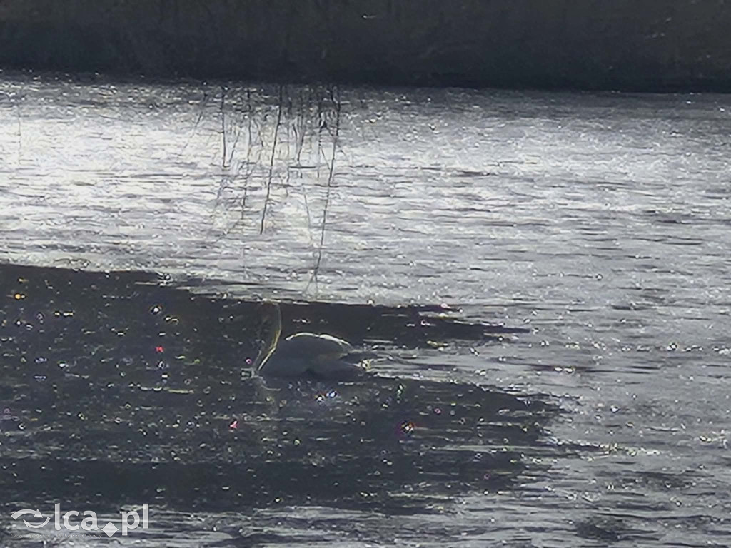 Łabędź wrócił na Kozi Staw