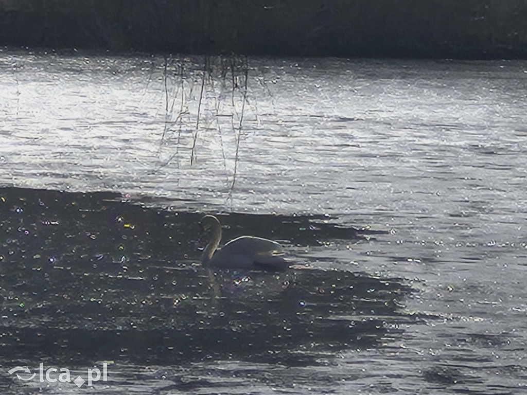 Łabędź wrócił na Kozi Staw