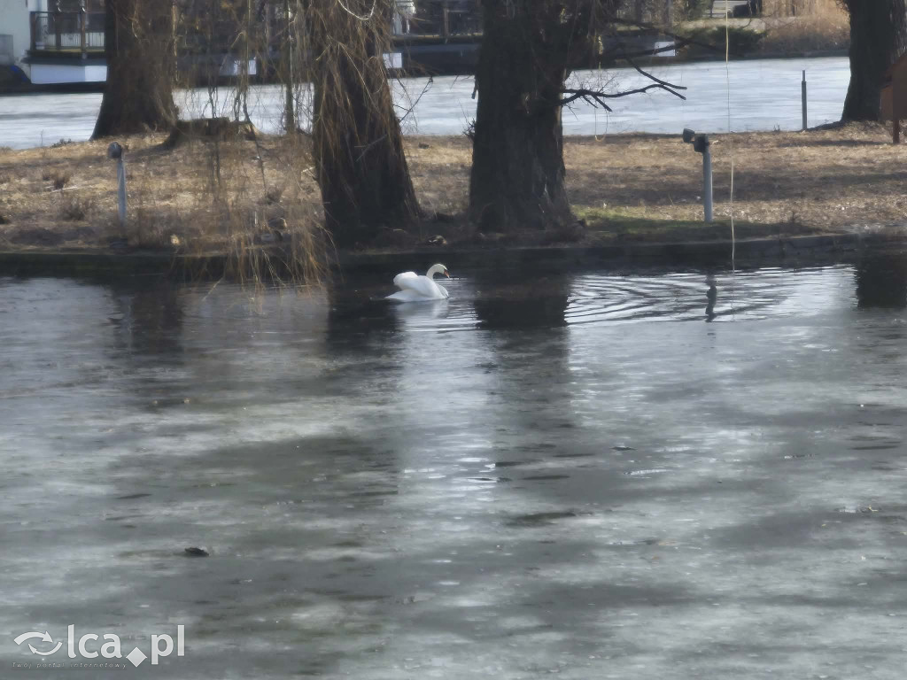 Łabędź wrócił na Kozi Staw
