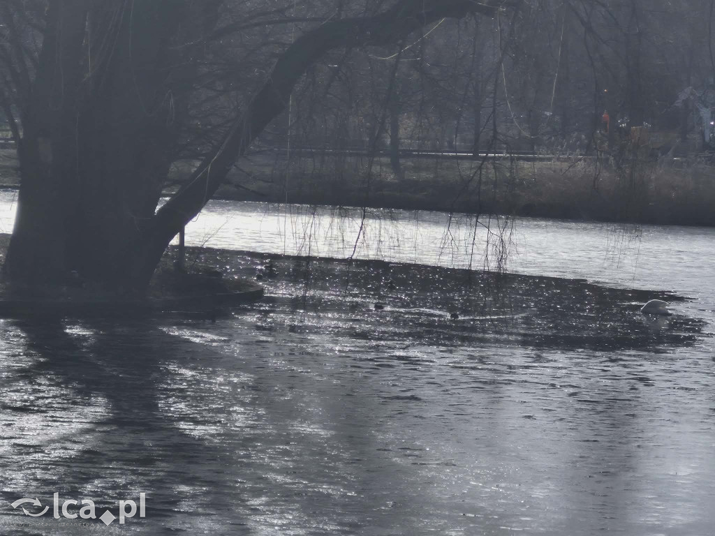 Łabędź wrócił na Kozi Staw