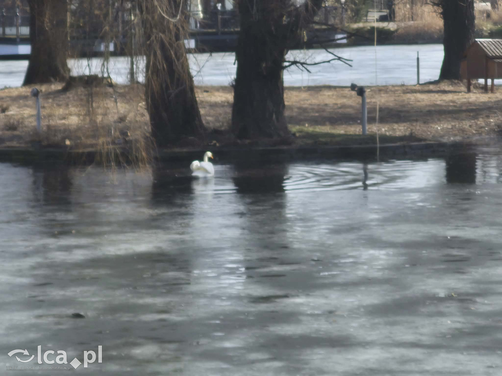 Łabędź wrócił na Kozi Staw