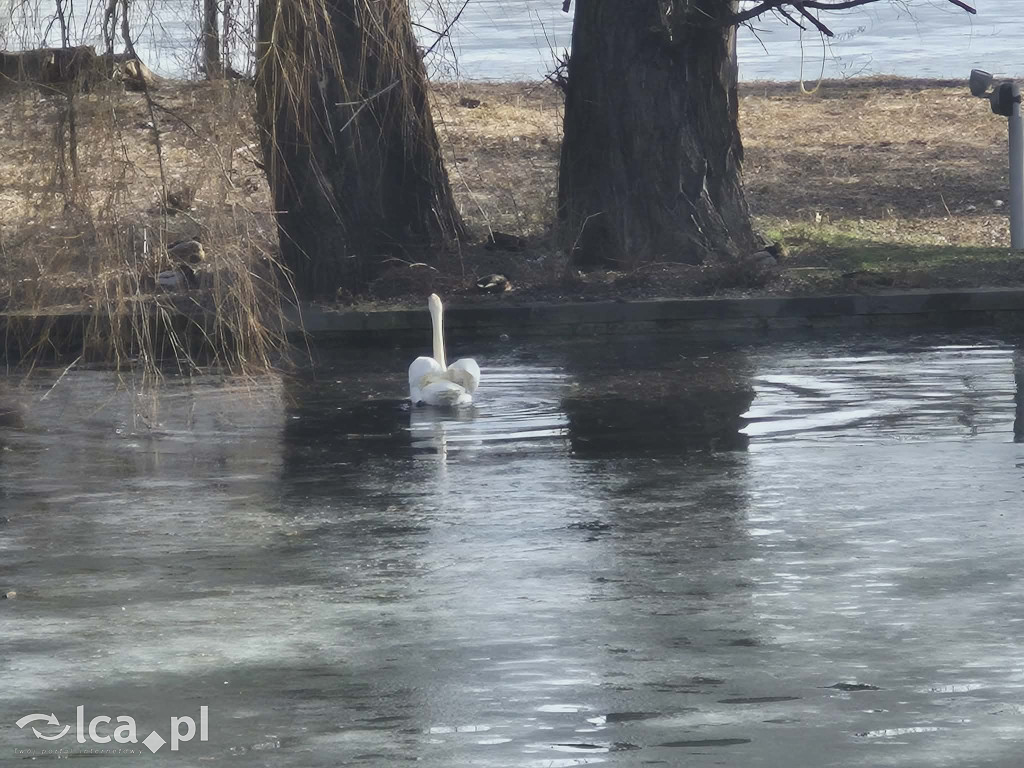 Łabędź wrócił na Kozi Staw