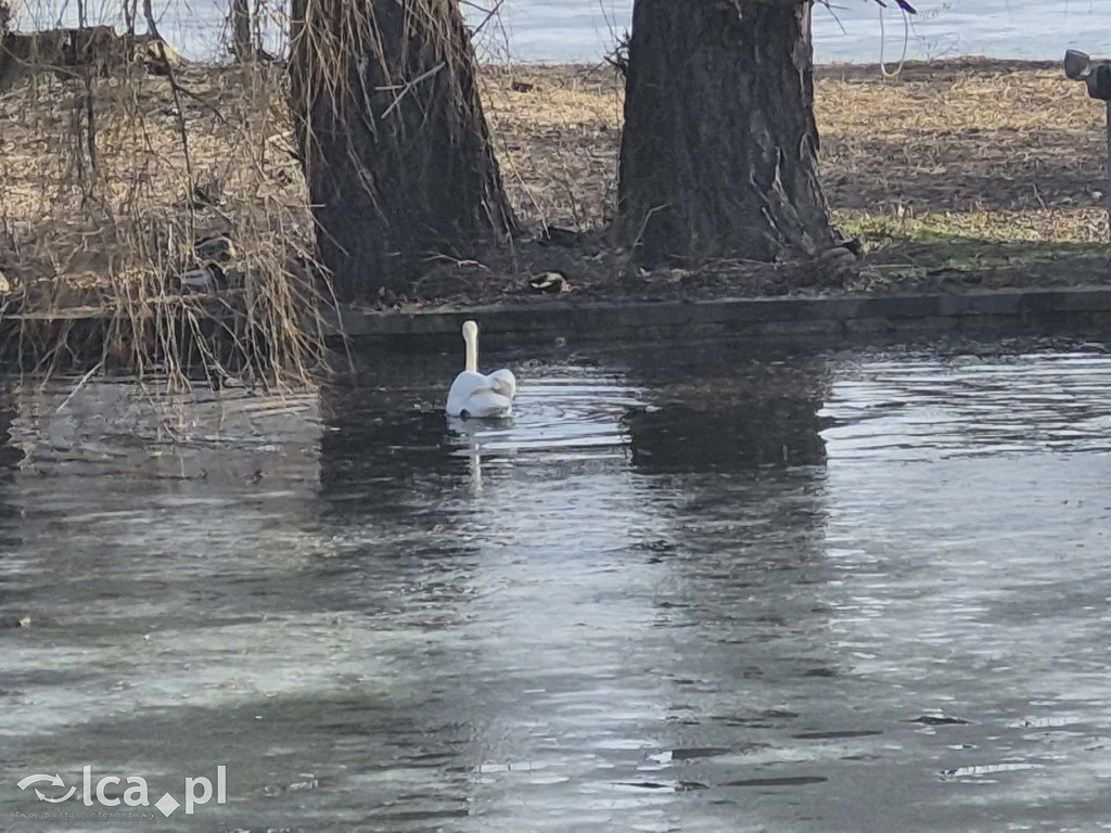 Łabędź wrócił na Kozi Staw