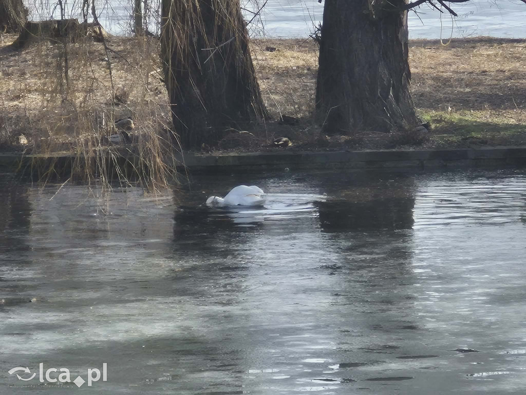 Łabędź wrócił na Kozi Staw