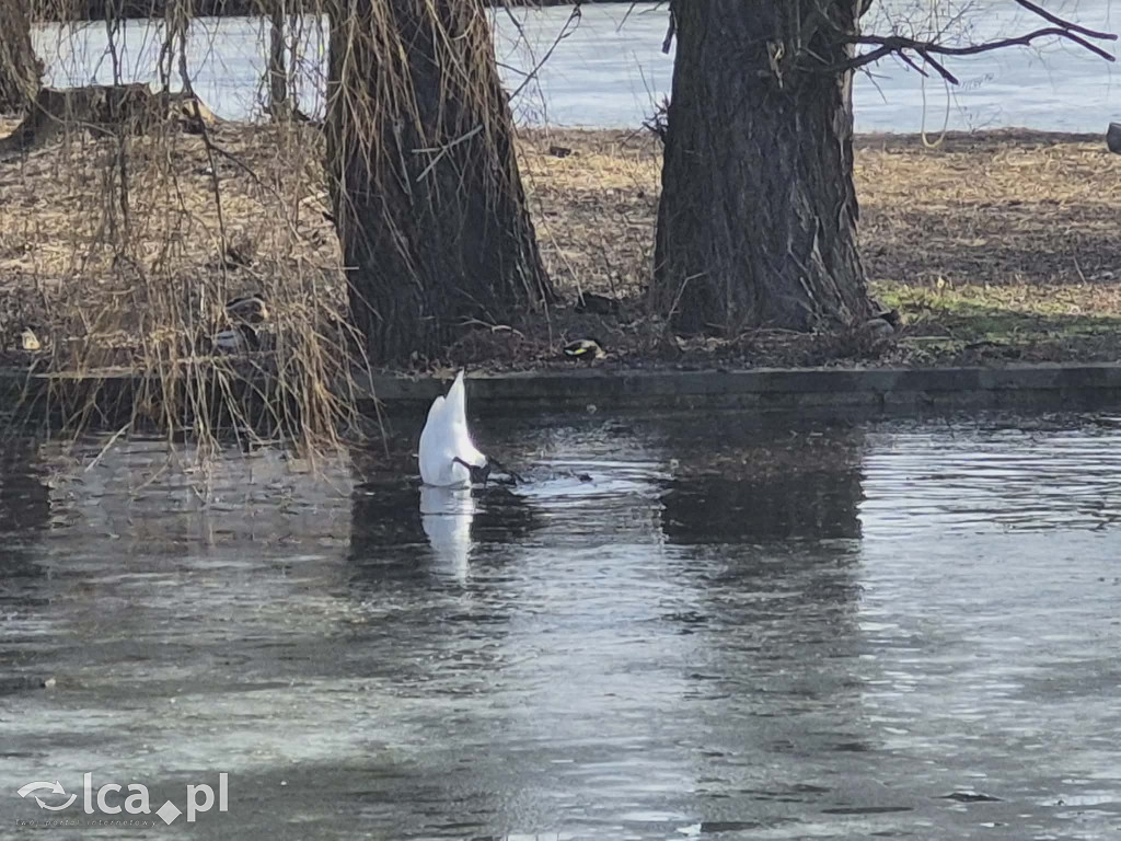 Łabędź wrócił na Kozi Staw