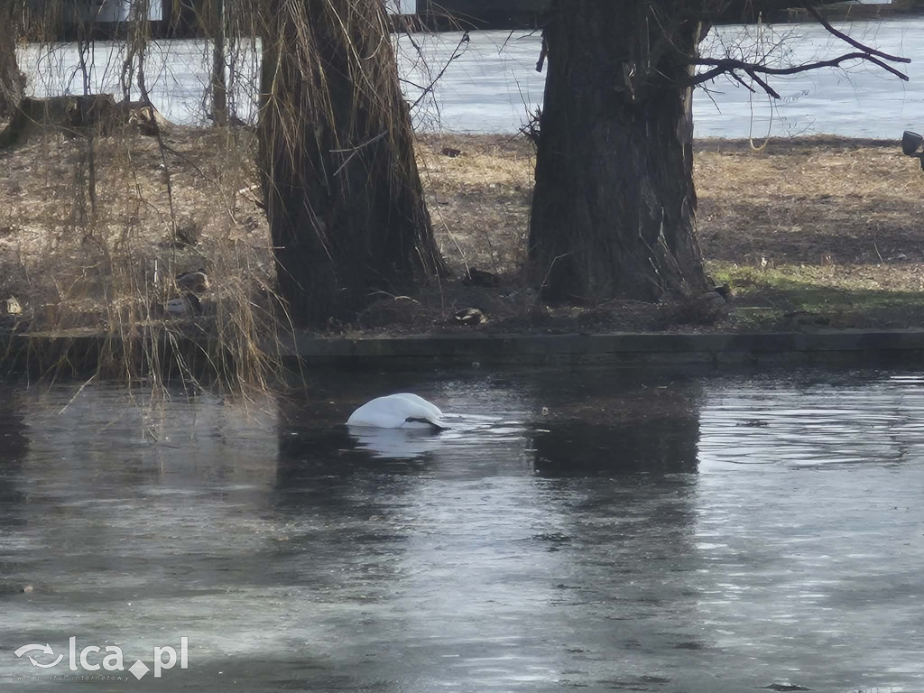 Łabędź wrócił na Kozi Staw