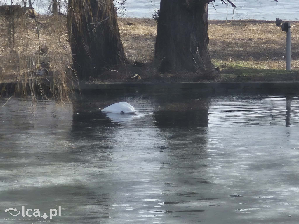 Łabędź wrócił na Kozi Staw