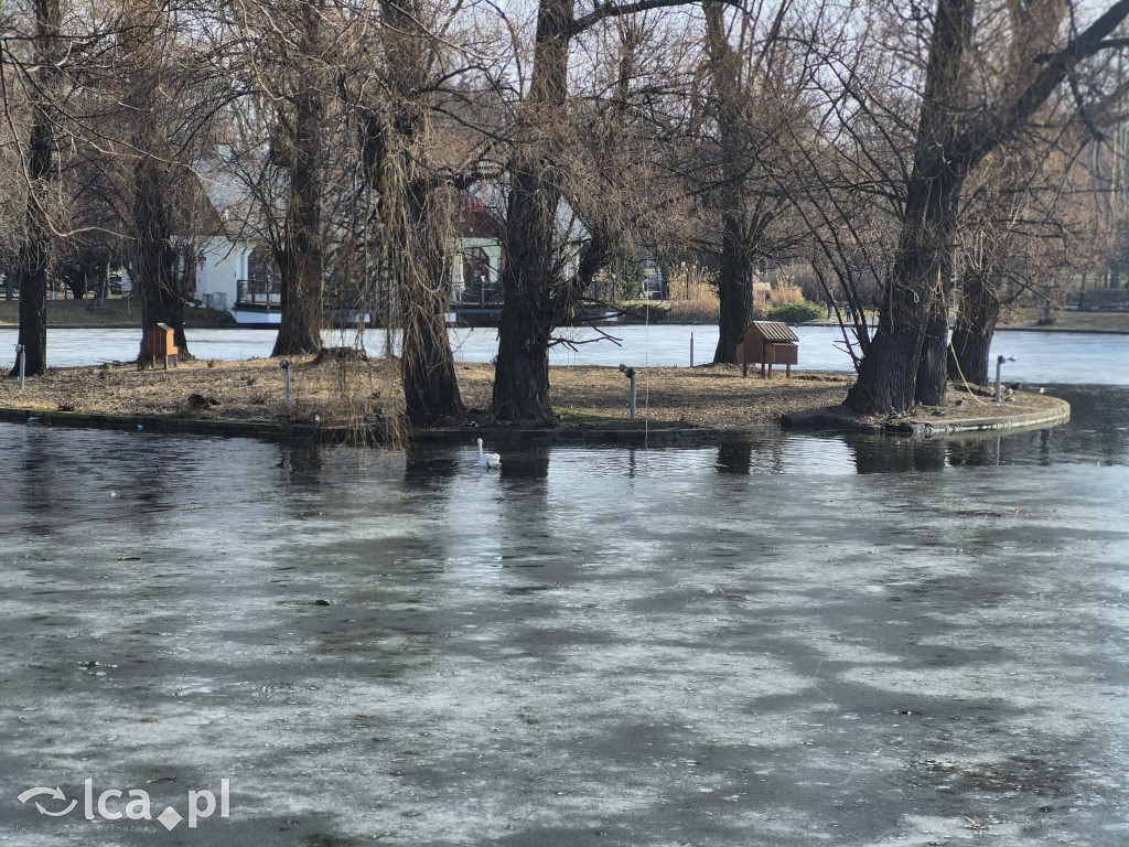 Łabędź wrócił na Kozi Staw
