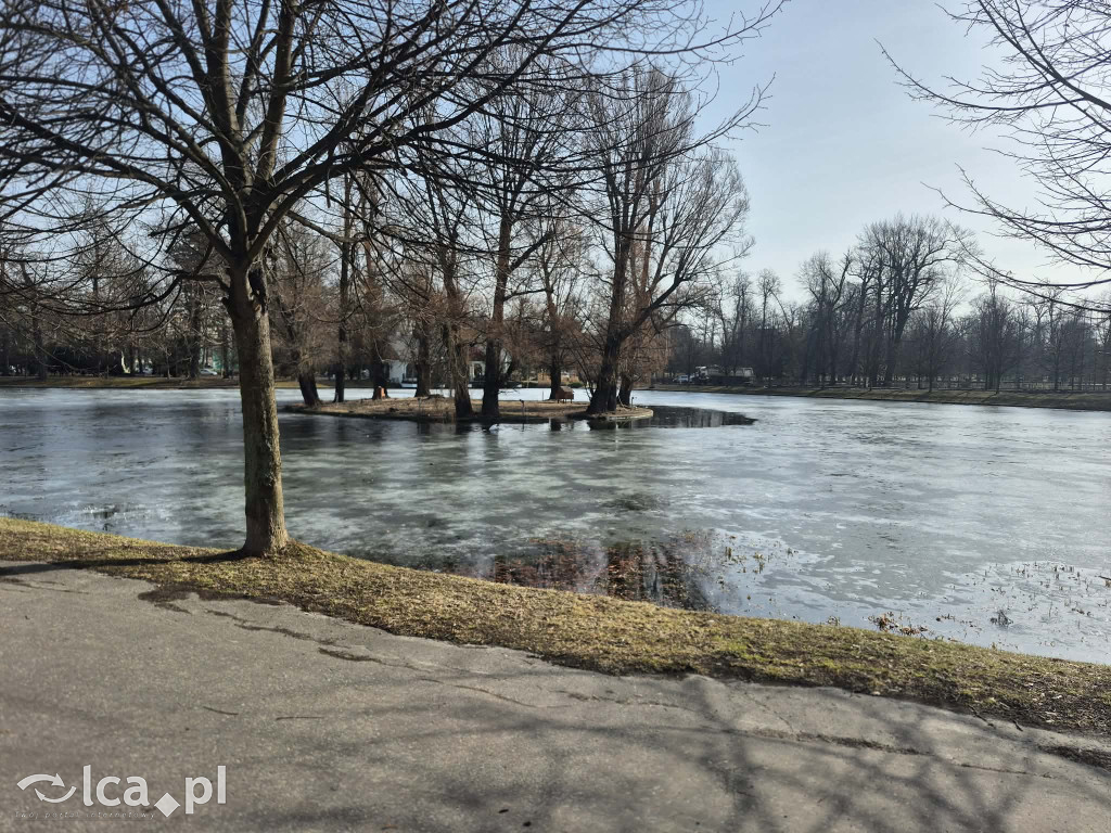 Łabędź wrócił na Kozi Staw