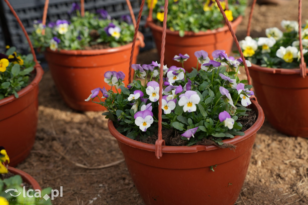 Niedzielne zakupy w Bartoszowie