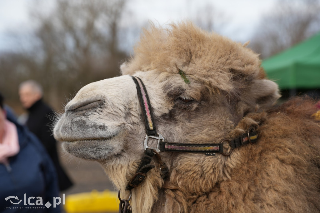 Niedzielne zakupy w Bartoszowie