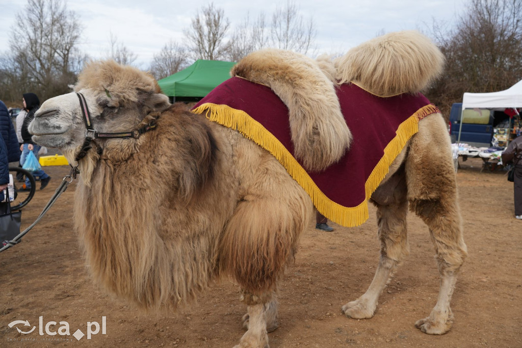 Niedzielne zakupy w Bartoszowie