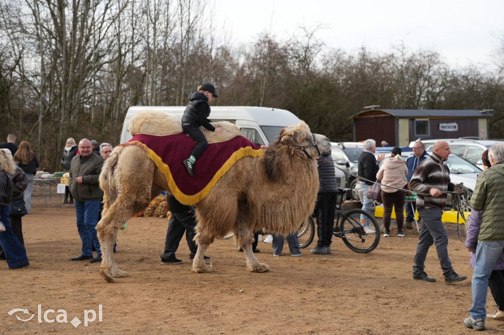 Niedzielne zakupy w Bartoszowie