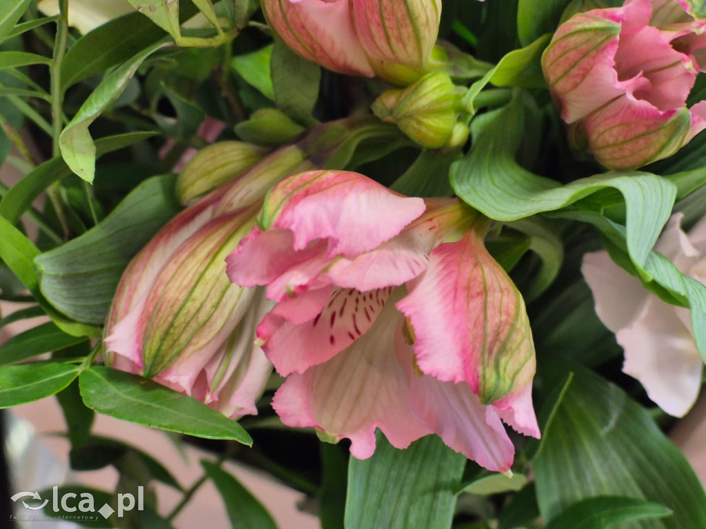 Zrujnowany budynek w Prochowicach odzyskał życie