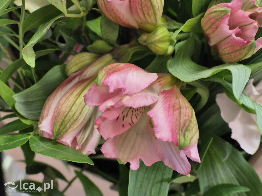 Zrujnowany budynek w Prochowicach odzyskał życie