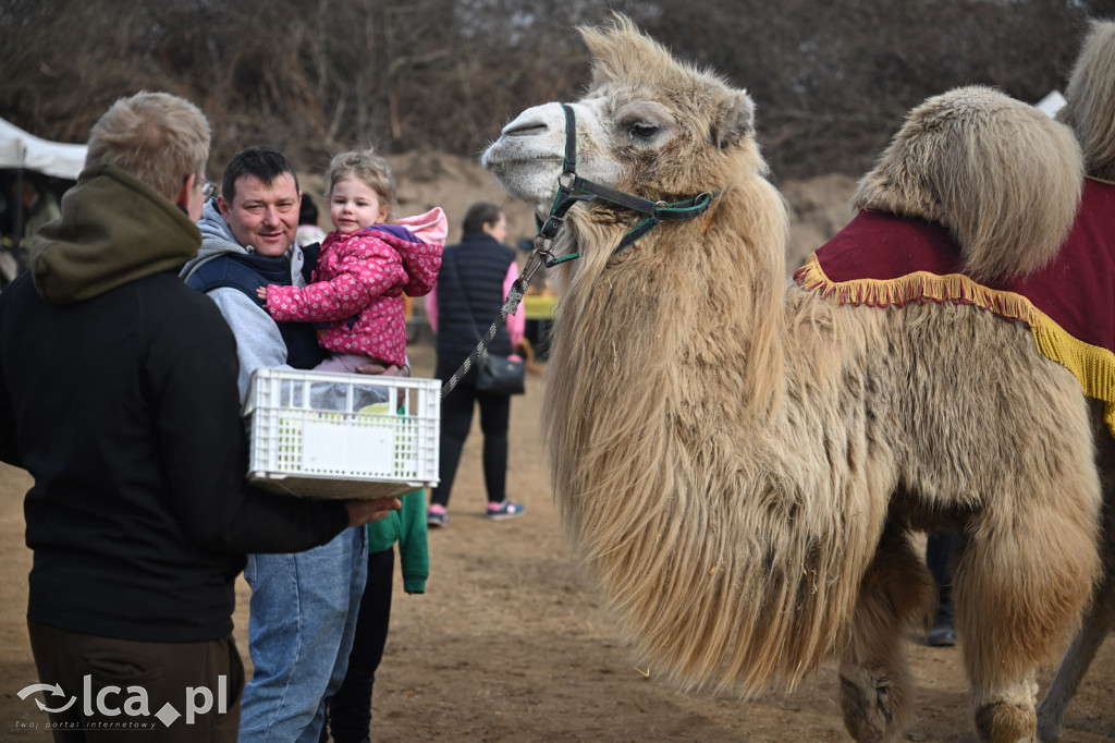 Dawna strzelnica zamieniła się w targ