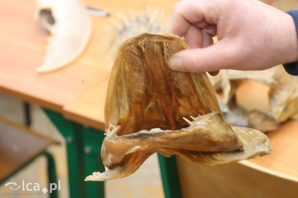 Tajemnice ukryte w belkach stropowych i kryptach