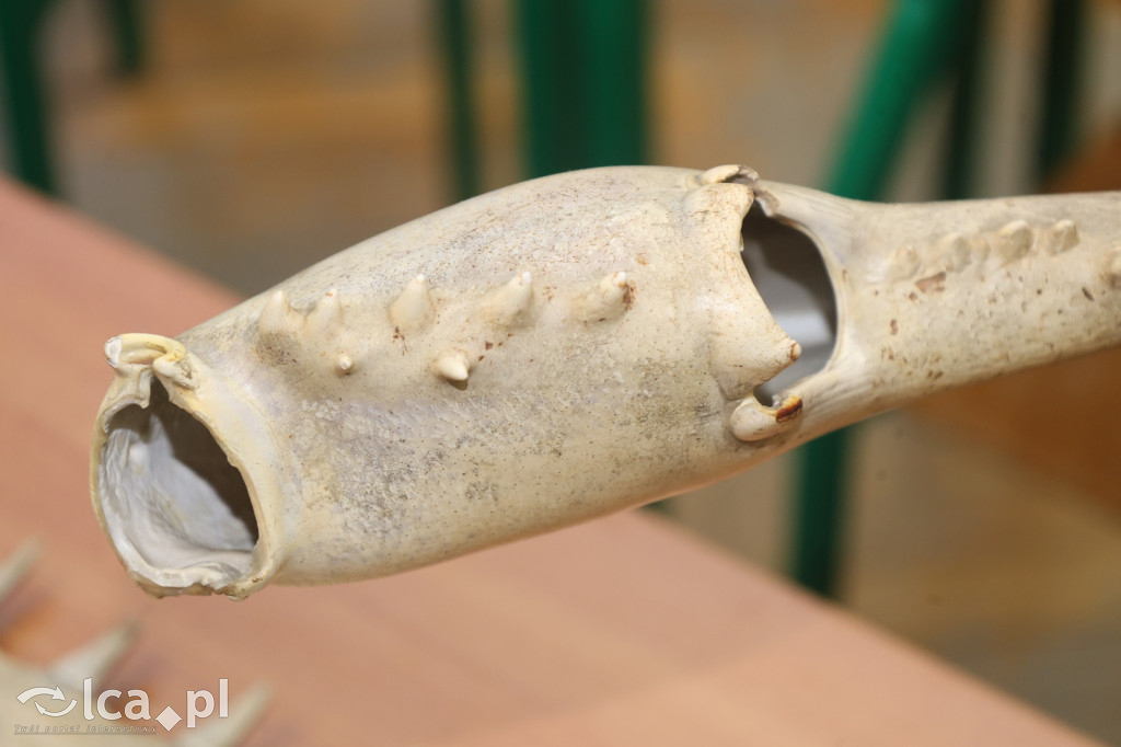 Tajemnice ukryte w belkach stropowych i kryptach