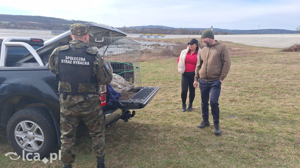 Cztery łabędzie znów wolne