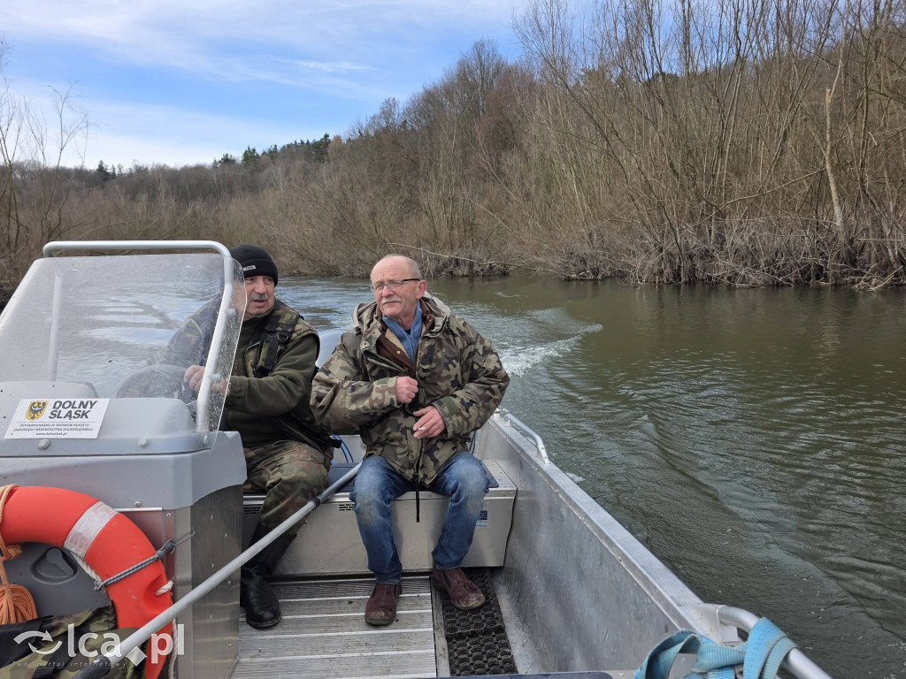 Cztery łabędzie znów wolne