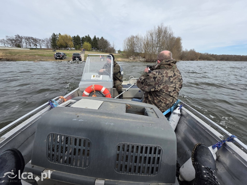 Cztery łabędzie znów wolne