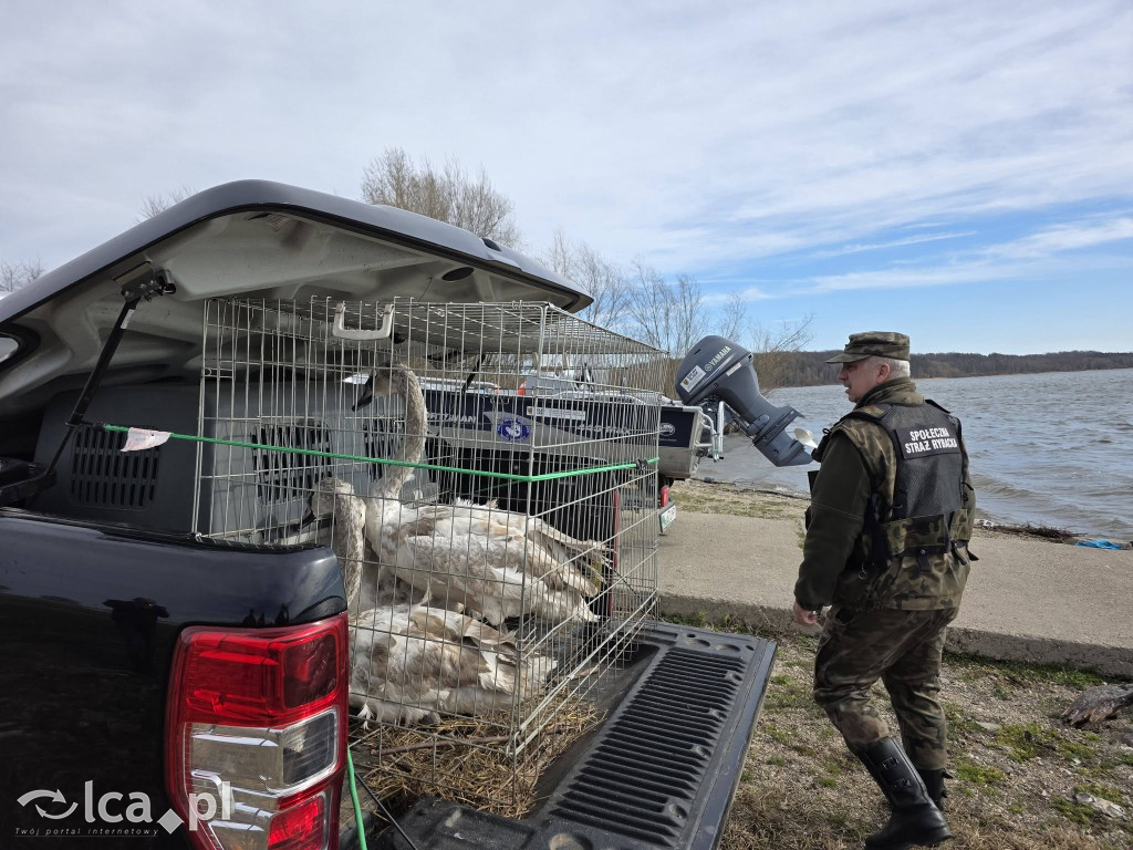 Cztery łabędzie znów wolne