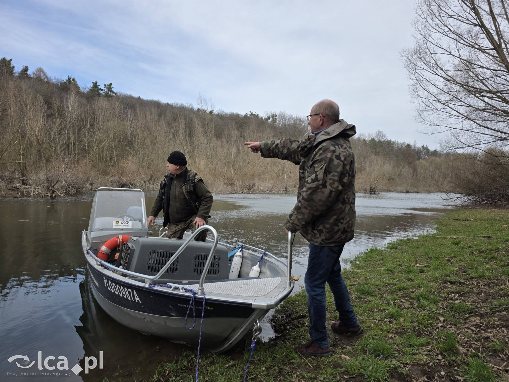 Cztery łabędzie znów wolne