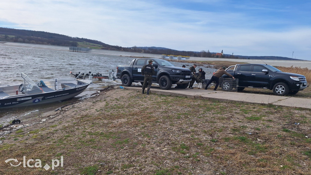 Cztery łabędzie znów wolne