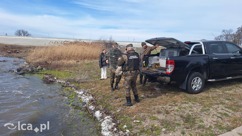 Cztery łabędzie znów wolne