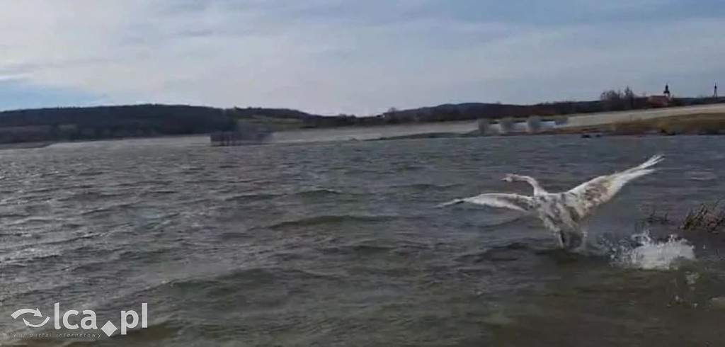 Cztery łabędzie znów wolne