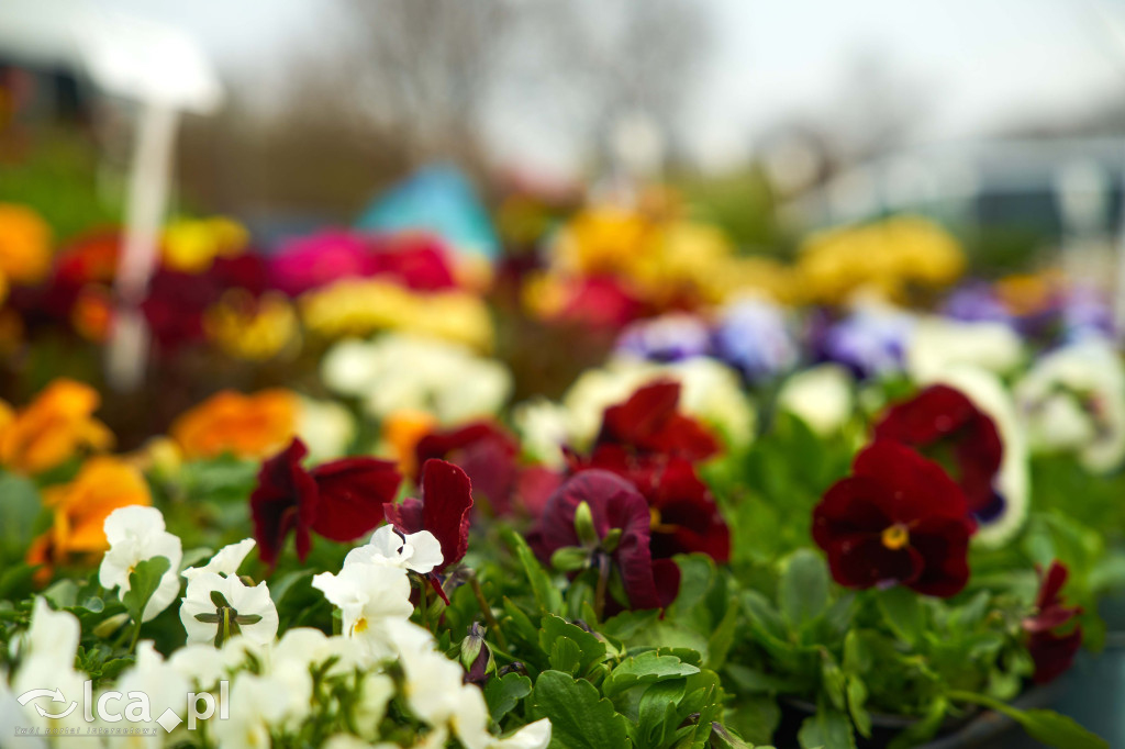 Lokalne smaki i świąteczny klimat w Bartoszowie