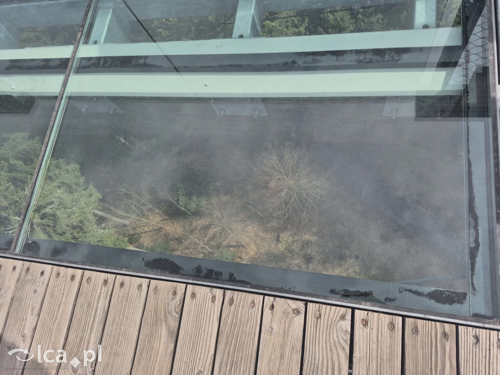 Ścieżka w koronach drzew w Karkonoszach