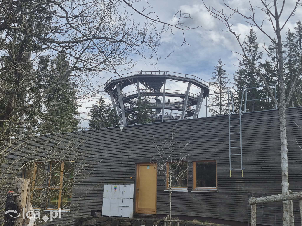 Ścieżka w koronach drzew w Karkonoszach