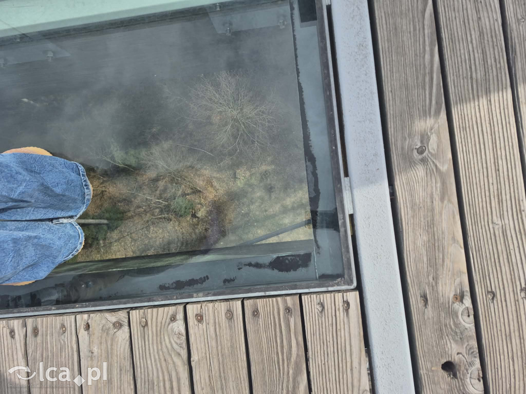 Ścieżka w koronach drzew w Karkonoszach