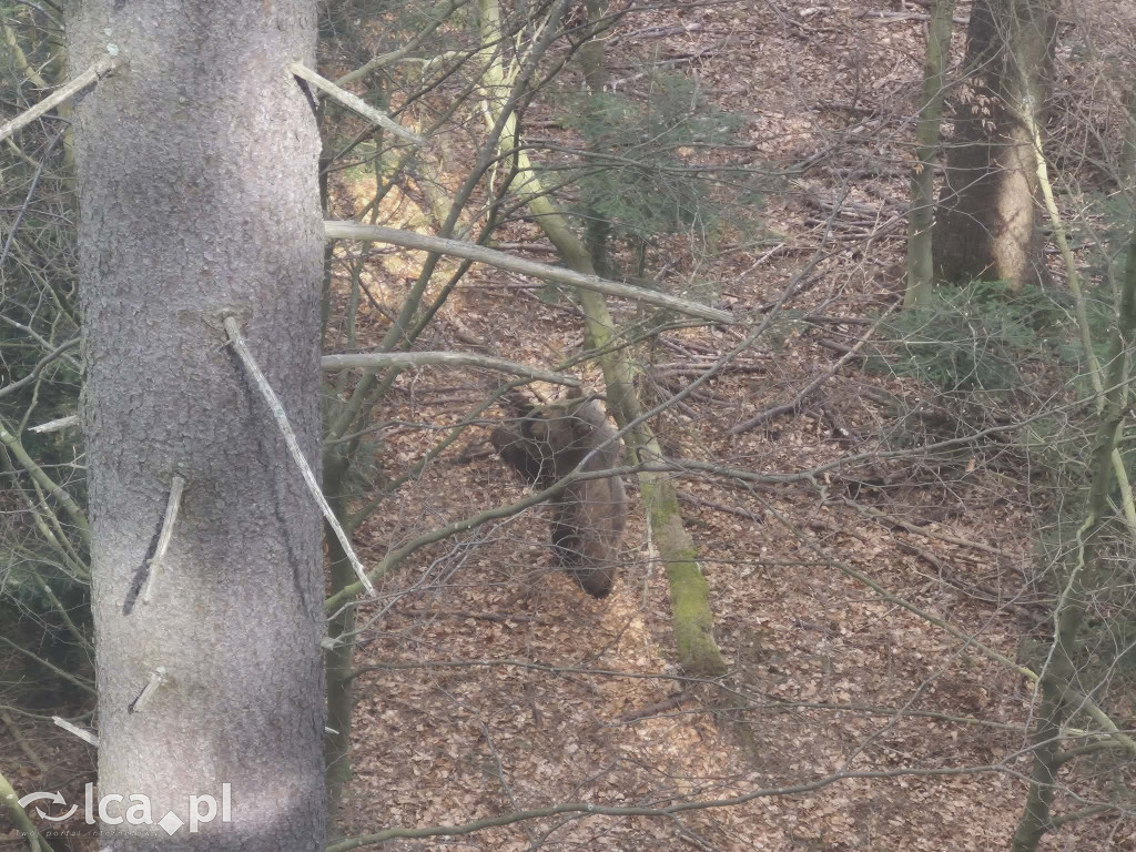 Ścieżka w koronach drzew w Karkonoszach
