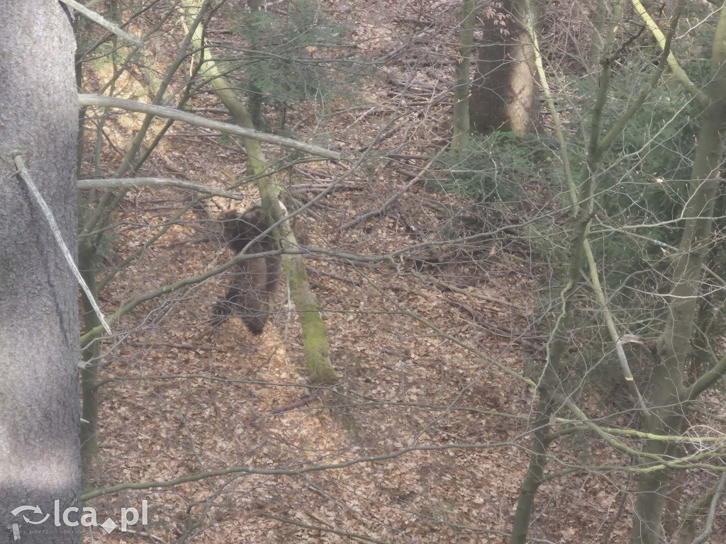 Ścieżka w koronach drzew w Karkonoszach