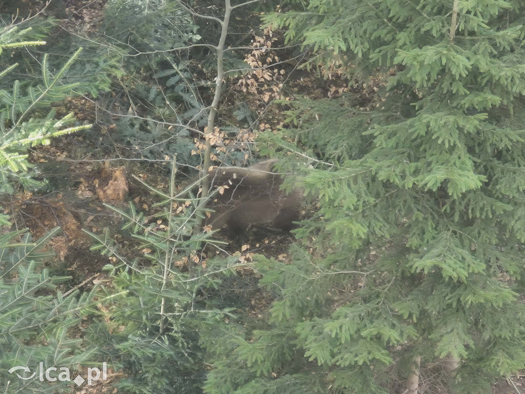 Ścieżka w koronach drzew w Karkonoszach