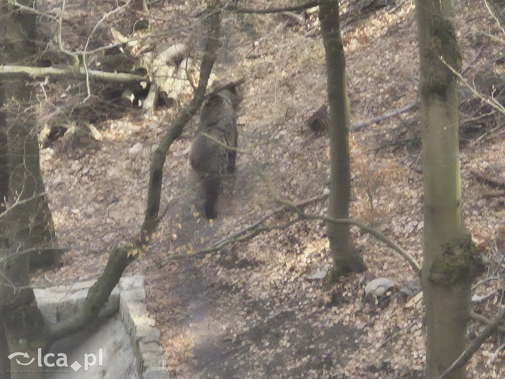 Ścieżka w koronach drzew w Karkonoszach