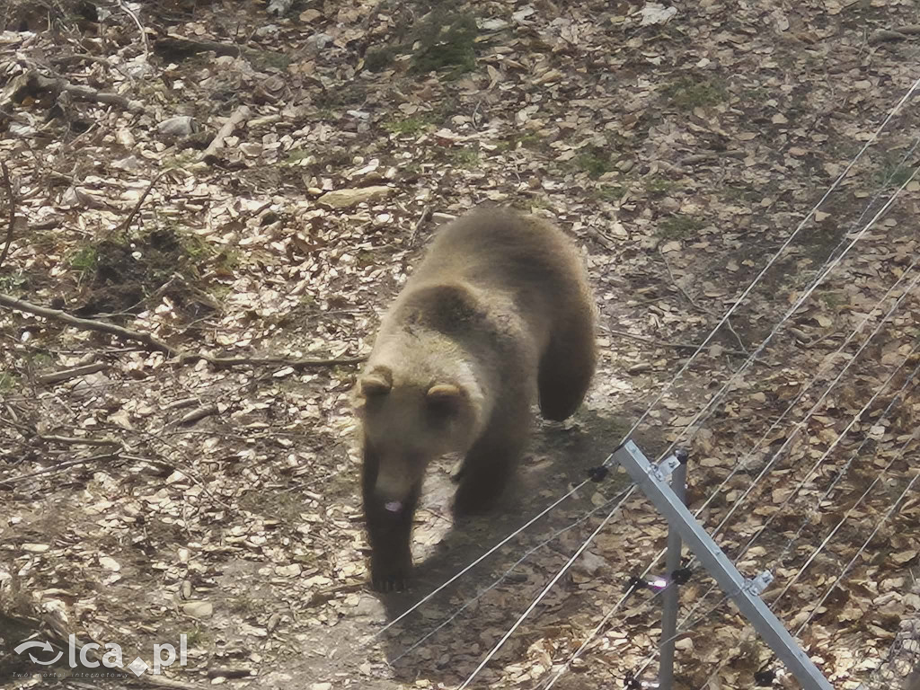 Ścieżka w koronach drzew w Karkonoszach