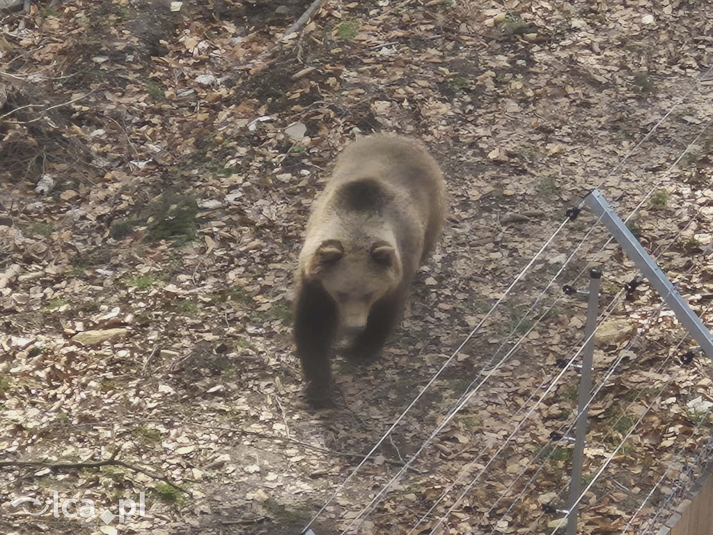 Ścieżka w koronach drzew w Karkonoszach