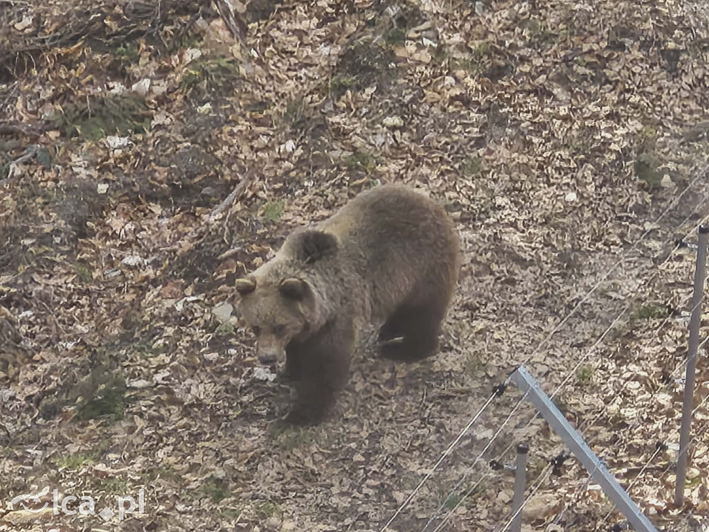 Ścieżka w koronach drzew w Karkonoszach