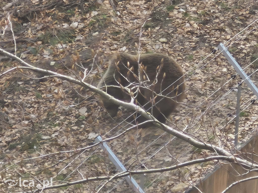 Ścieżka w koronach drzew w Karkonoszach