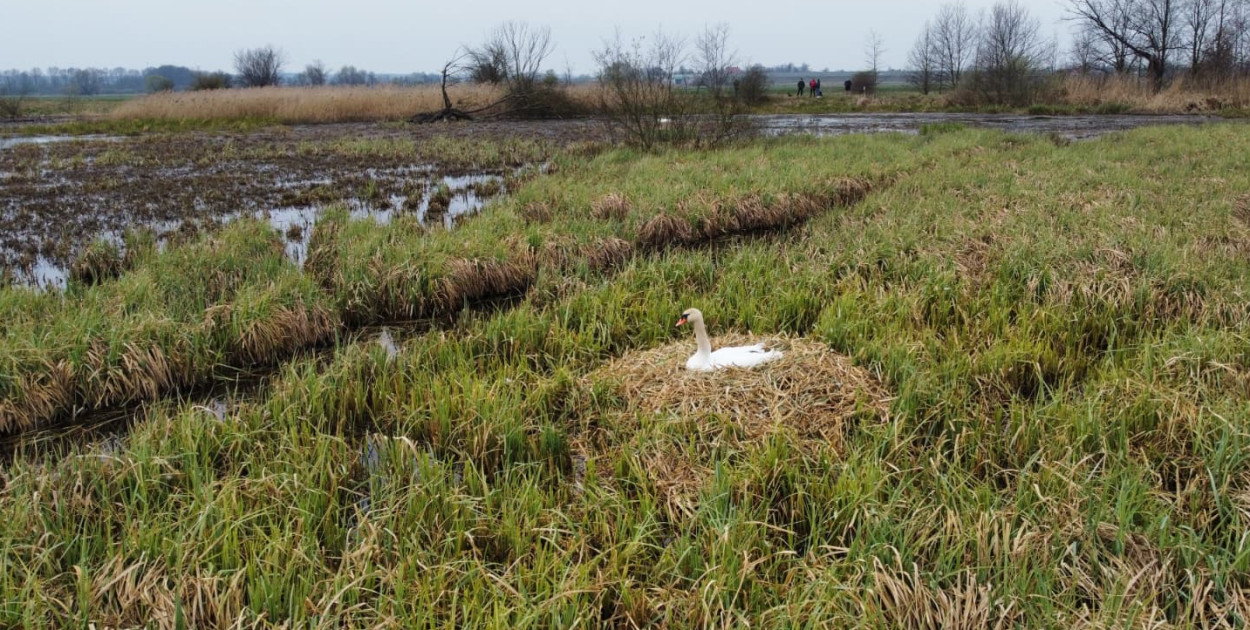 Ktoś niszczy tamę, ptaki zagrożone
